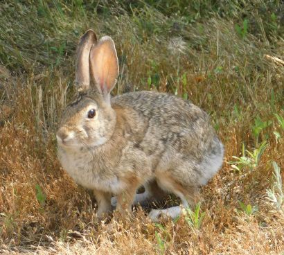 [Picture of one of the rabbits loitering near the cemetery]